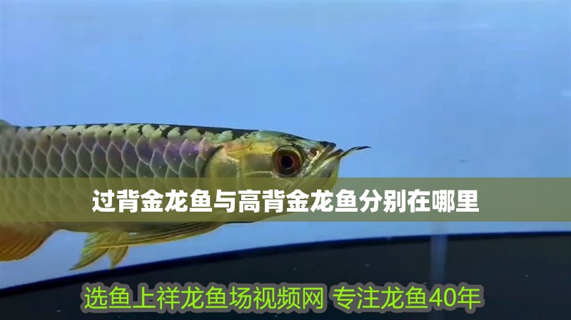 過背金龍魚與高背金龍魚分別在哪里 龍魚百科 過背金龍魚與高背金龍魚分別在哪里 過背金龍魚與高背金龍魚分別在哪里 龍魚百科