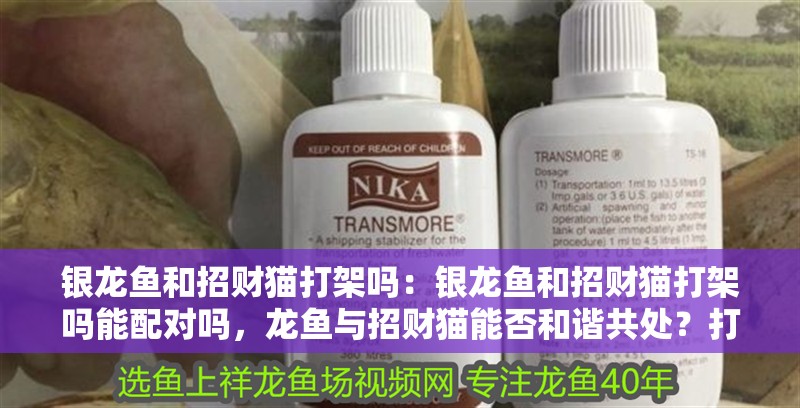 銀龍魚和招財貓打架嗎：銀龍魚和招財貓打架嗎能配對嗎，龍魚與招財貓能否和諧共處？打架風險及