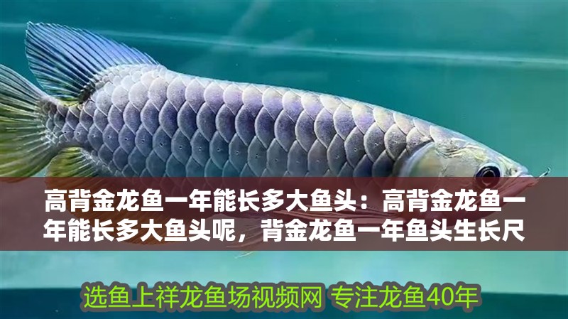 高背金龍魚一年能長多大魚頭：高背金龍魚一年能長多大魚頭呢，背金龍魚一年魚頭生長尺寸
