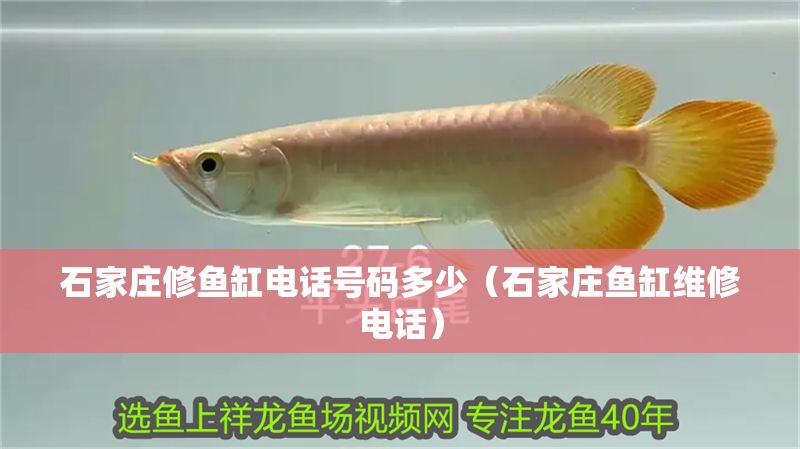 石家莊修魚缸電話號碼多少（石家莊魚缸維修電話）