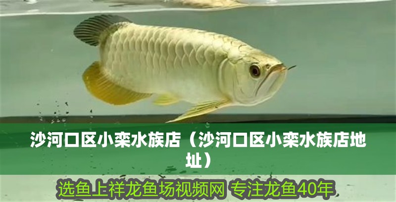 沙河口區(qū)小欒水族店（沙河口區(qū)小欒水族店地址）