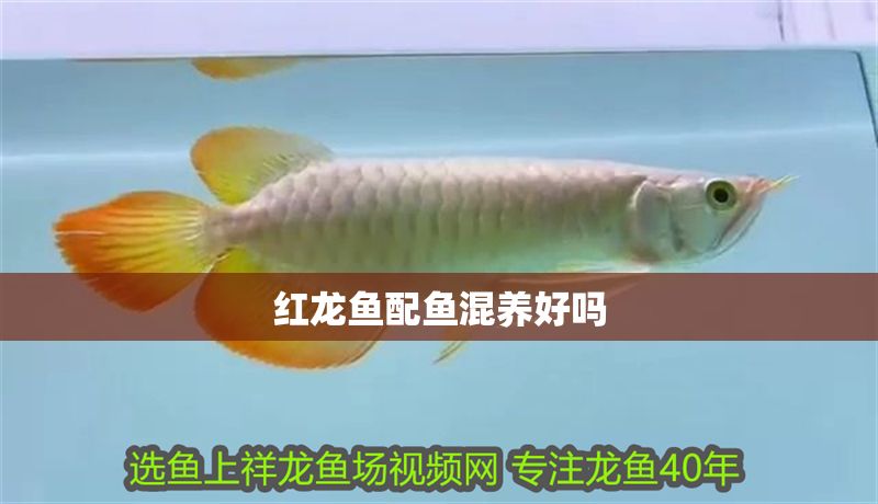 紅龍魚(yú)配魚(yú)混養(yǎng)好嗎