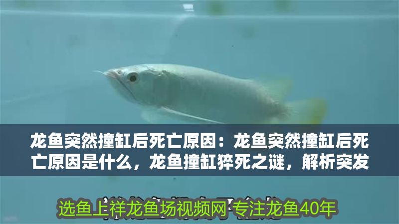 龍魚突然撞缸后死亡原因：龍魚突然撞缸后死亡原因是什么，龍魚撞缸猝死之謎，解析突發(fā)性死亡背后的真正