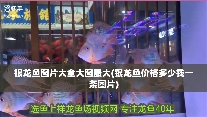 銀龍魚圖片大全大圖最大(銀龍魚價格多少錢一條圖片) 銀龍魚圖片大全大圖最大(銀龍魚價格多少錢一條圖片) 銀龍魚百科
