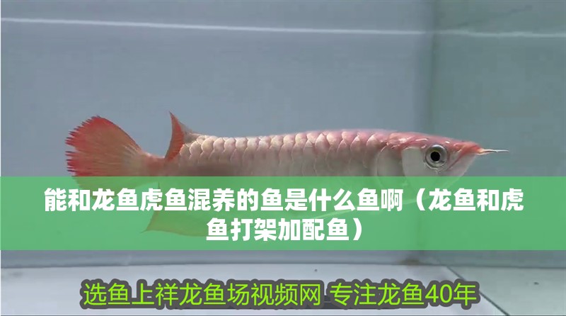 能和龍魚虎魚混養的魚是什么魚啊（龍魚和虎魚打架加配魚）