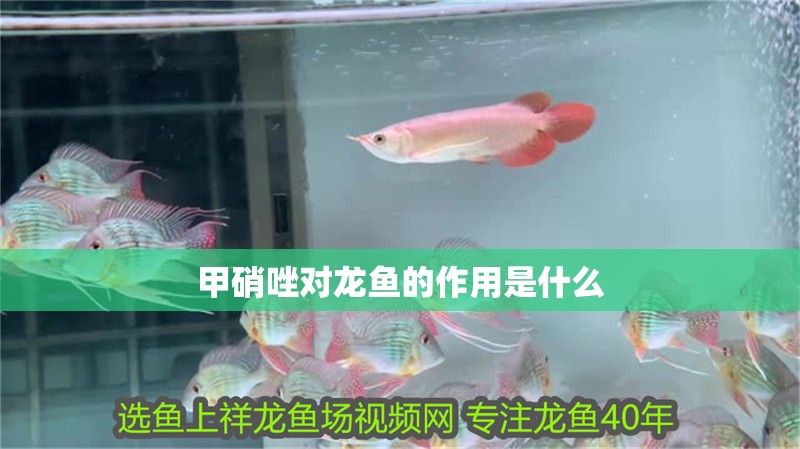 甲硝唑對龍魚的作用是什么