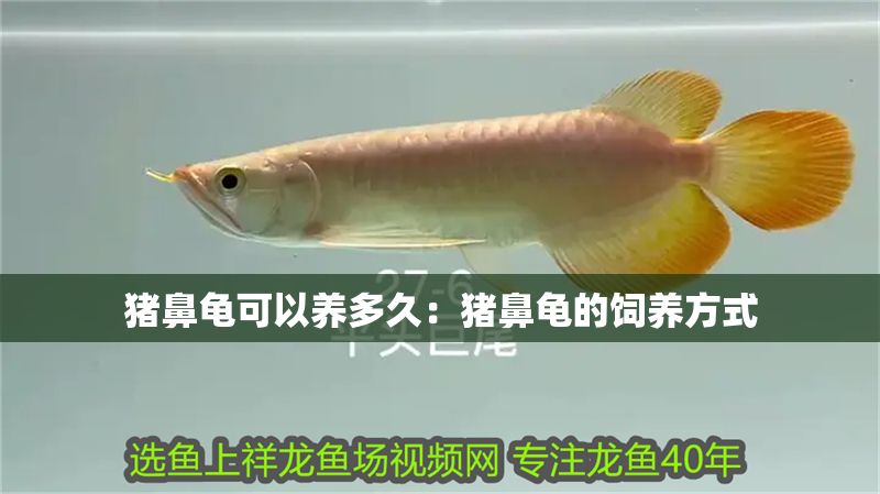 豬鼻龜可以養多久：豬鼻龜的飼養方式