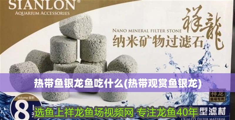 熱帶魚銀龍魚吃什么(熱帶觀賞魚銀龍)