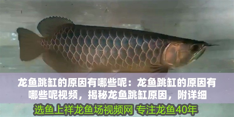 龍魚跳缸的原因有哪些呢：龍魚跳缸的原因有哪些呢視頻，揭秘龍魚跳缸原因，附詳細