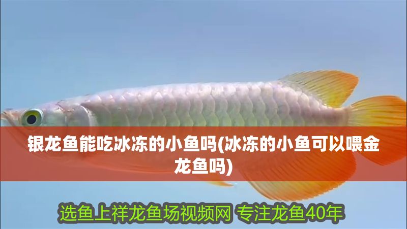 銀龍魚能吃冰凍的小魚嗎(冰凍的小魚可以喂金龍魚嗎)