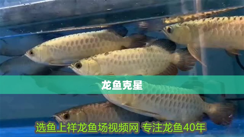 龍魚克星
