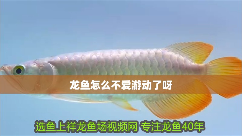 龍魚怎么不愛游動了呀