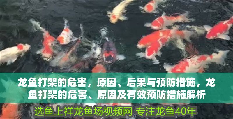 龍魚打架的危害，原因、后果與預(yù)防措施，龍魚打架的危害、原因及有效預(yù)防措施解析