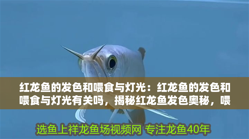 紅龍魚的發色和喂食與燈光：紅龍魚的發色和喂食與燈光有關嗎，揭秘紅龍魚發色奧秘，喂食與燈光的雙重影響