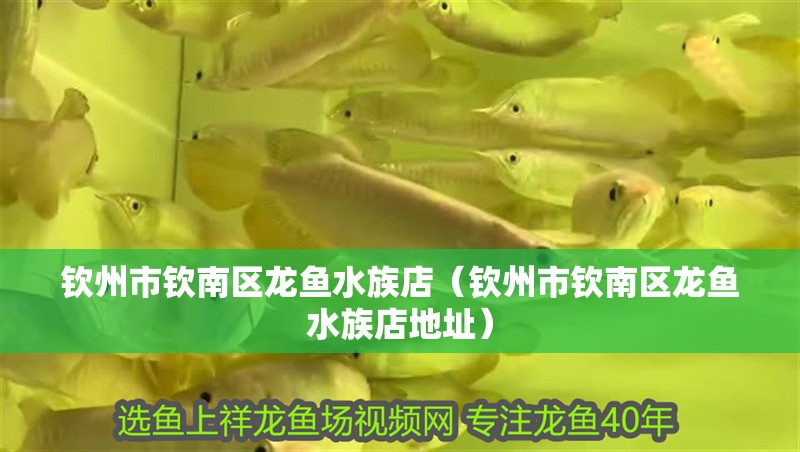 欽州市欽南區龍魚水族店（欽州市欽南區龍魚水族店地址）