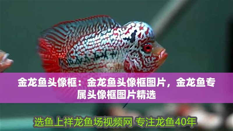 金龍魚頭像框：金龍魚頭像框圖片，金龍魚專屬頭像框圖片精選