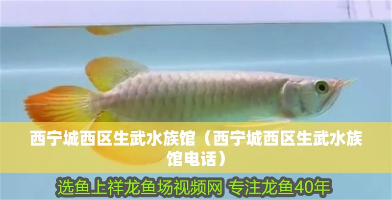 西寧城西區(qū)生武水族館（西寧城西區(qū)生武水族館電話）