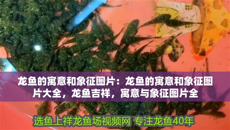 龍魚的寓意和象征圖片：龍魚的寓意和象征圖片大全，龍魚吉祥，寓意與象征圖片全