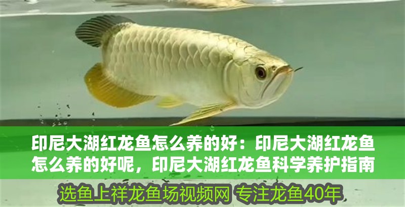 印尼大湖紅龍魚怎么養(yǎng)的好：印尼大湖紅龍魚怎么養(yǎng)的好呢，印尼大湖紅龍魚科學養(yǎng)護指南