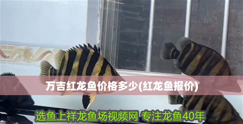 萬吉紅龍魚價格多少(紅龍魚報價)