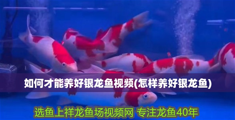 如何才能養(yǎng)好銀龍魚視頻(怎樣養(yǎng)好銀龍魚)