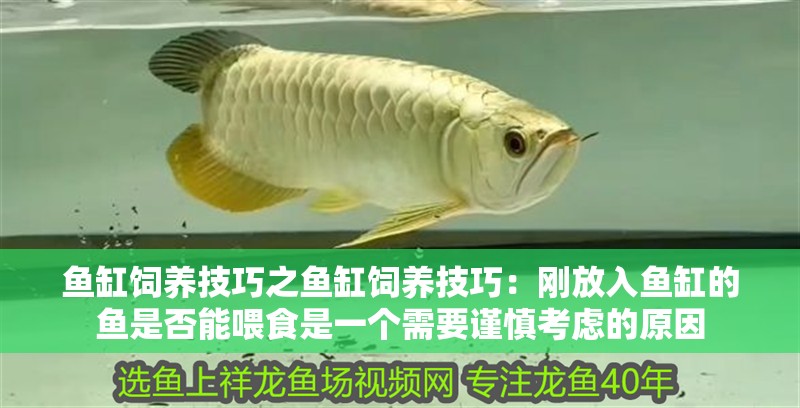 魚缸飼養技巧之魚缸飼養技巧：剛放入魚缸的魚是否能喂食是一個需要謹慎考慮的原因