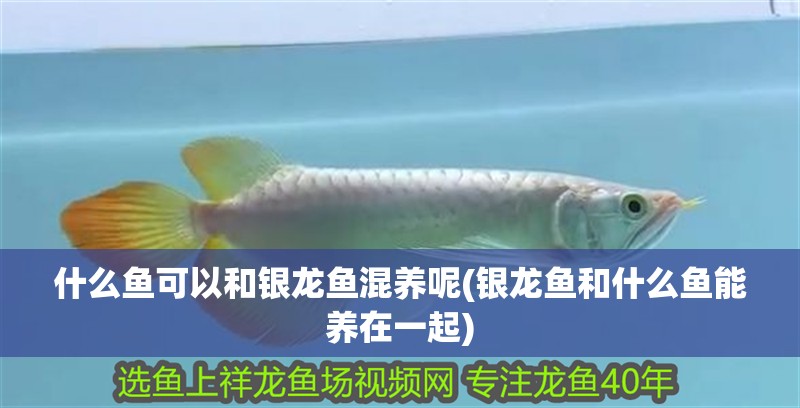 什么魚可以和銀龍魚混養(yǎng)呢(銀龍魚和什么魚能養(yǎng)在一起)