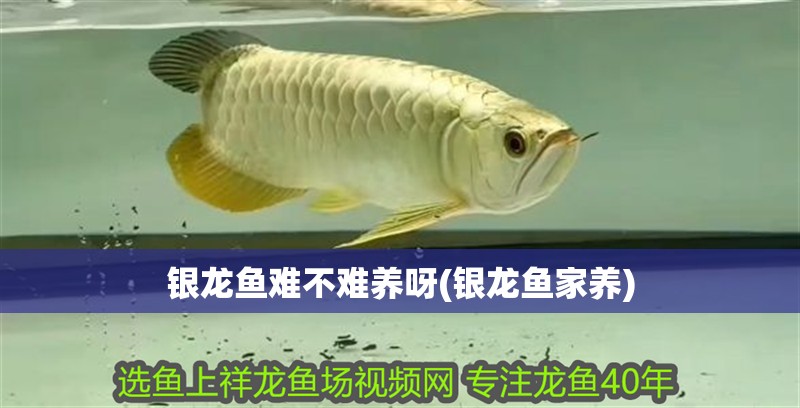 銀龍魚難不難養呀(銀龍魚家養)