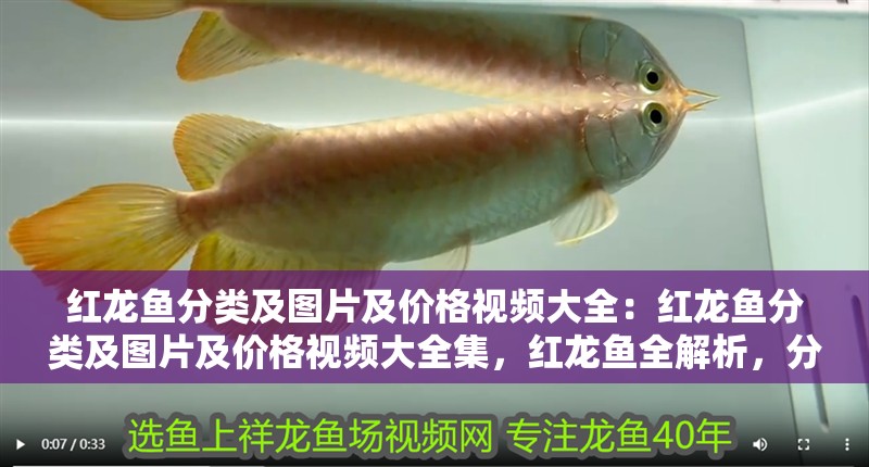 紅龍魚分類及圖片及價(jià)格視頻大全：紅龍魚分類及圖片及價(jià)格視頻大全集，紅龍魚全解析，分類、圖片、價(jià)格與視頻大 紅龍魚分類及圖片及價(jià)格視頻大全：紅龍魚分類及圖片及價(jià)格視頻大全集，紅龍魚全解析，分類、圖片、價(jià)格與視頻大 水族問答