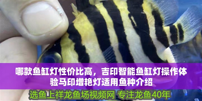 哪款魚缸燈性價比高，吉印智能魚缸燈操作體驗馬印增艷燈適用魚種介紹
