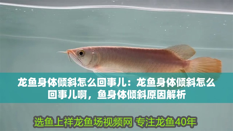 龍魚身體傾斜怎么回事兒：龍魚身體傾斜怎么回事兒啊，魚身體傾斜原因解析