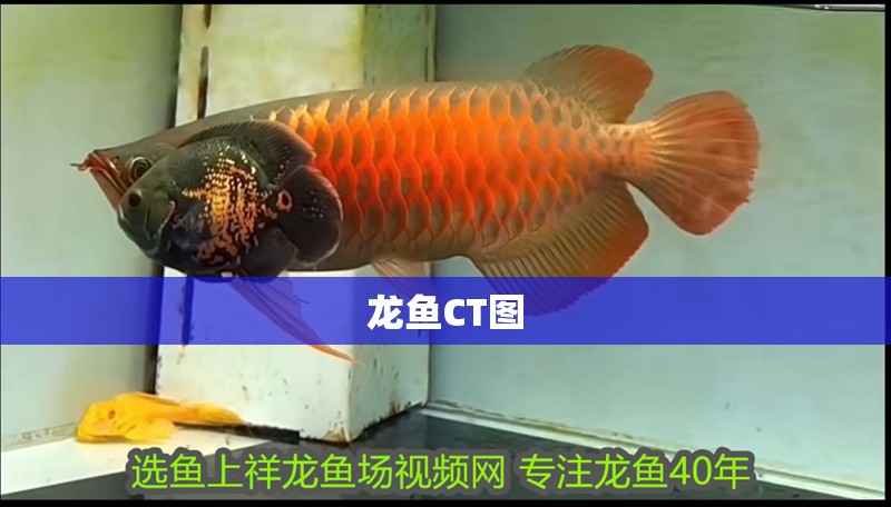 龍魚CT圖