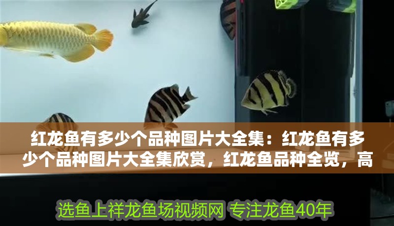 紅龍魚有多少個品種圖片大全集：紅龍魚有多少個品種圖片大全集欣賞，紅龍魚品種全覽，高清圖片