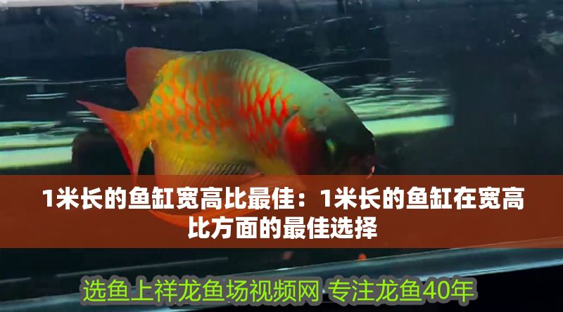 1米長的魚缸寬高比最佳：1米長的魚缸在寬高比方面的最佳選擇