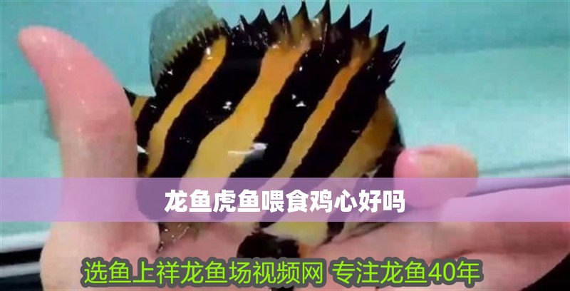 龍魚虎魚喂食雞心好嗎