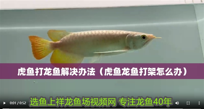 虎魚打龍魚解決辦法（虎魚龍魚打架怎么辦）