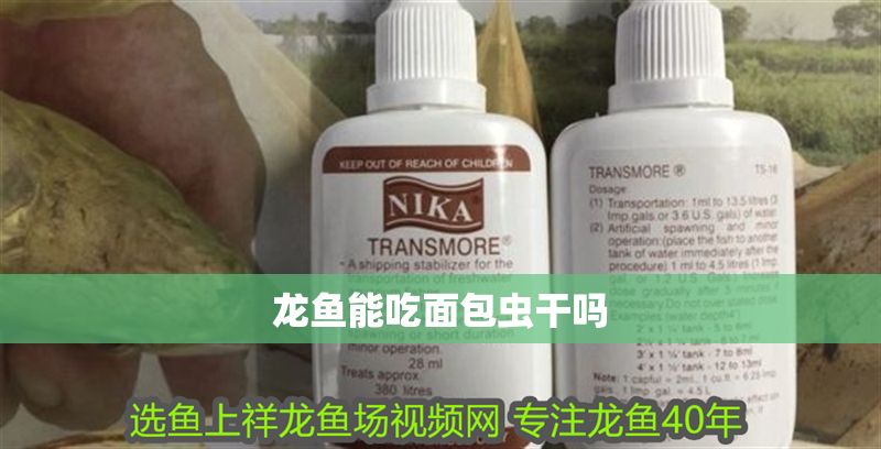 龍魚能吃面包蟲干嗎 龍魚能吃面包蟲干嗎 龍魚百科 第1張