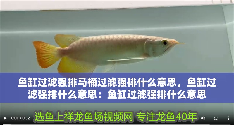 魚缸過濾強排馬桶過濾強排什么意思，魚缸過濾強排什么意思：魚缸過濾強排什么意思