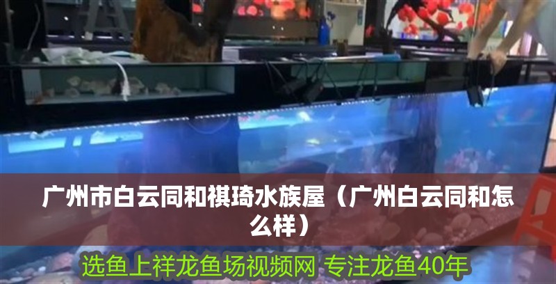 廣州市白云同和祺琦水族屋（廣州白云同和怎么樣）