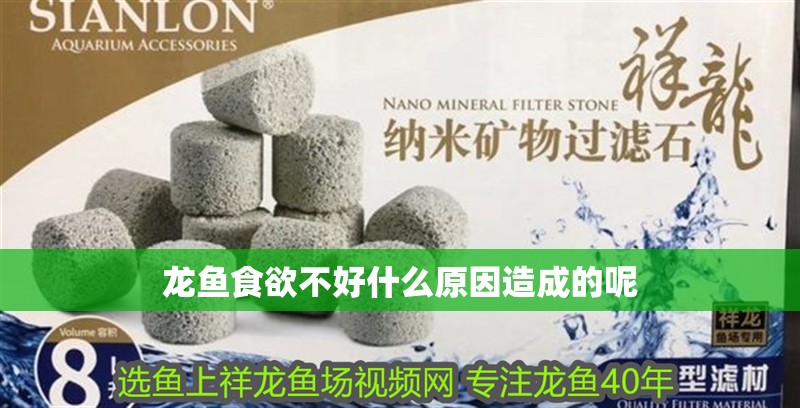 龍魚食欲不好什么原因造成的呢
