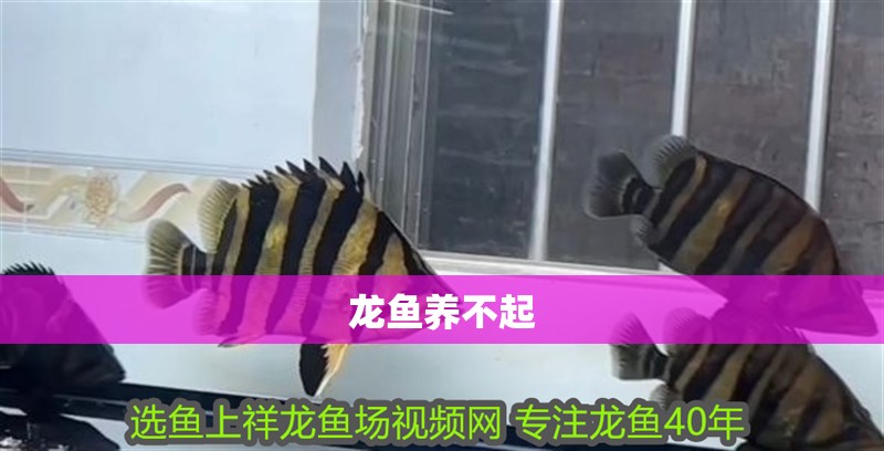 龍魚養(yǎng)不起