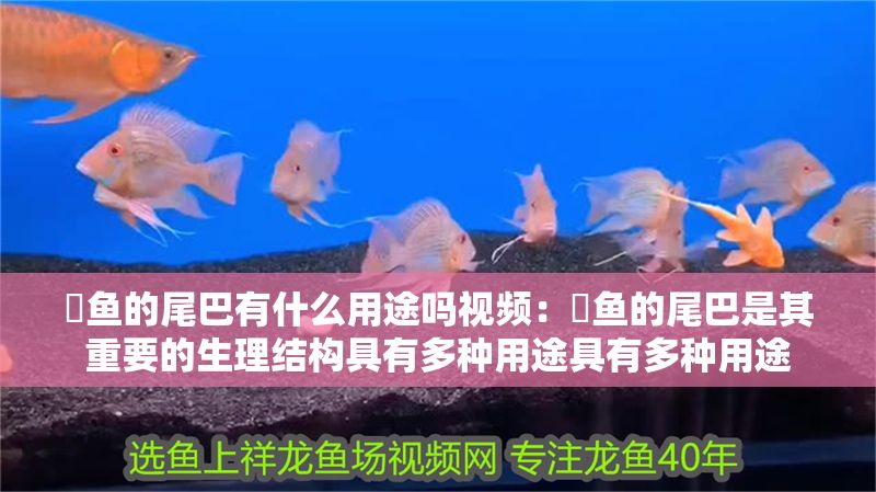 魟魚(yú)的尾巴有什么用途嗎視頻：魟魚(yú)的尾巴是其重要的生理結(jié)構(gòu)具有多種用途具有多種用途