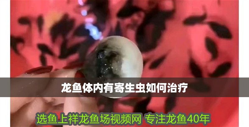 龍魚體內有寄生蟲如何治療