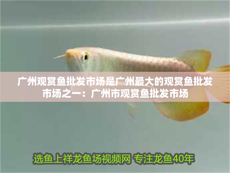 廣州觀賞魚批發市場是廣州最大的觀賞魚批發市場之一：廣州市觀賞魚批發市場