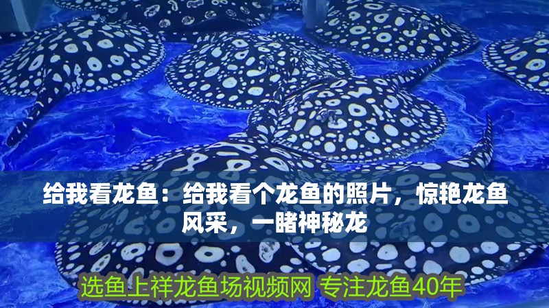 給我看龍魚：給我看個龍魚的照片，驚艷龍魚風采，一睹神秘龍