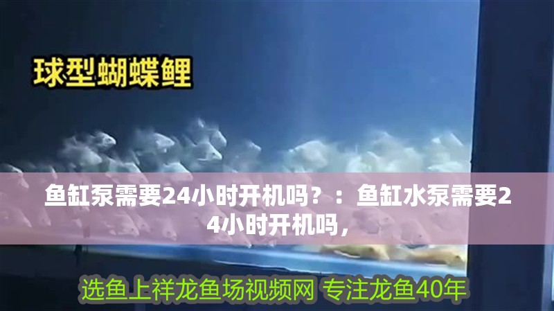 魚缸泵需要24小時開機嗎？：魚缸水泵需要24小時開機嗎，