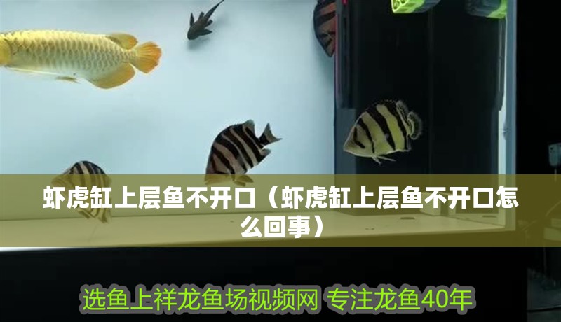 蝦虎缸上層魚不開口（蝦虎缸上層魚不開口怎么回事）