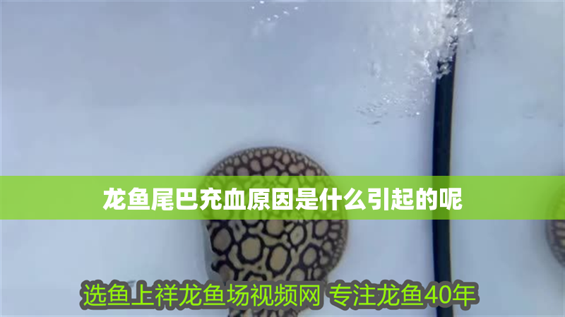 龍魚尾巴充血原因是什么引起的呢