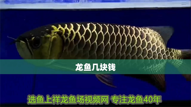 龍魚幾塊錢