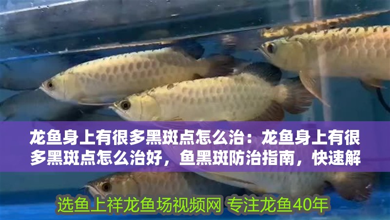 龍魚身上有很多黑斑點怎么治：龍魚身上有很多黑斑點怎么治好，魚黑斑防治指南，快速解決體